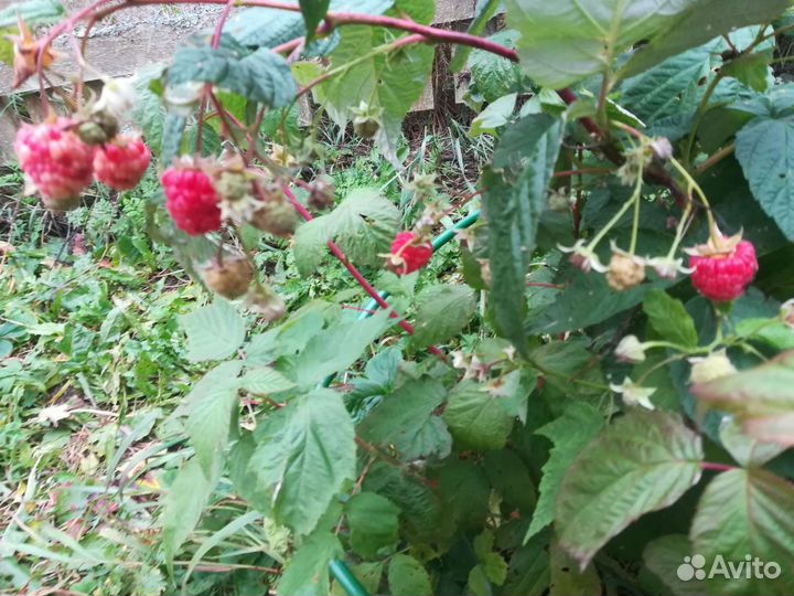 Саженцы красной и жёлтой ремонтантной малины