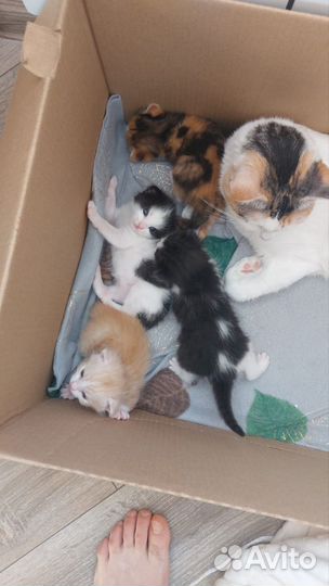 Кошки в добрые руки