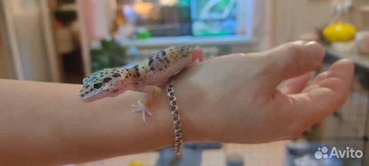 Геккон эублефар