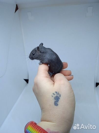 Песчанки монгольские, питомник