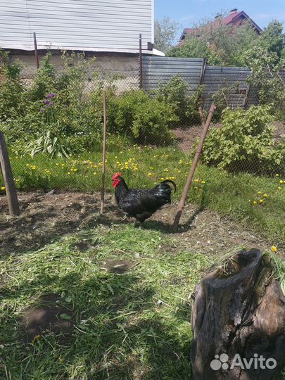 Петух джерсийский гигант