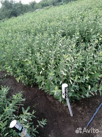 Саженцы жимолости оптом