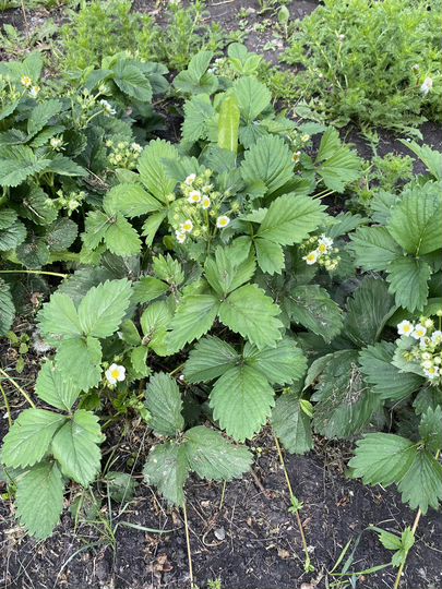 Участок 10 сот. (СНТ, ДНП)