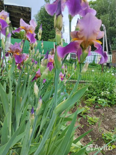 Ирис