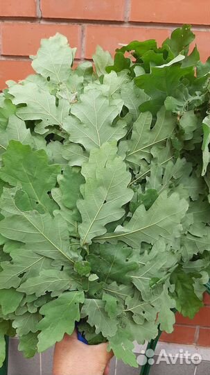 Веники дубовые для бани и саун. Свежий сбор 2023