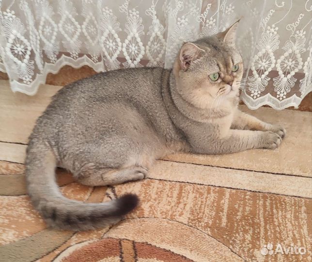Шотландский кот вязка