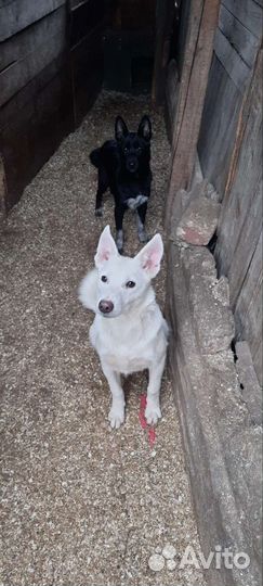 Щенки в добрые руки