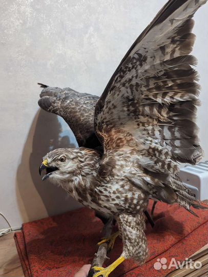 Фигура птицы