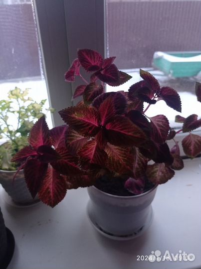 Цветы Колеусы