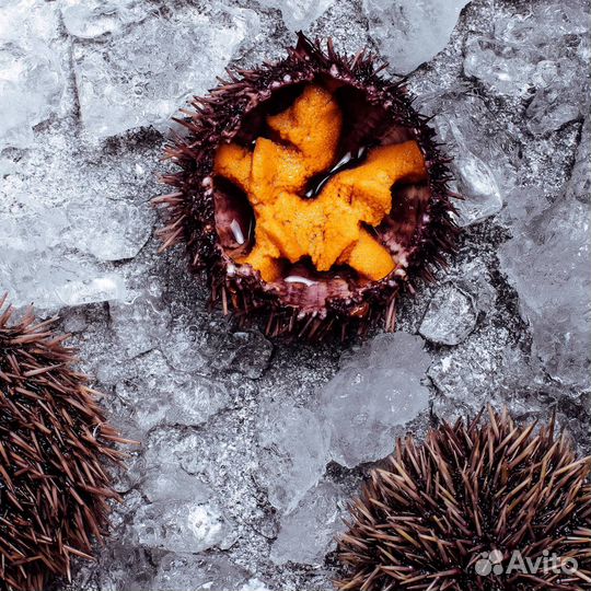Морские ежи живые
