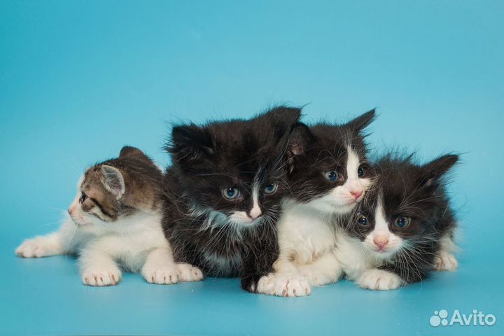 Милые котятки в поисках дома
