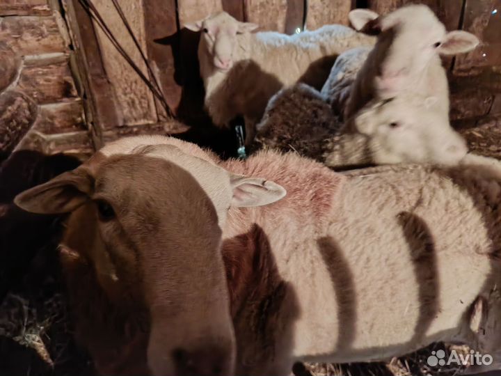 Овцы бараны катумы