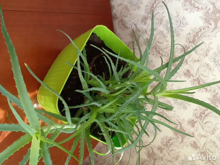 Алоэ вера растение