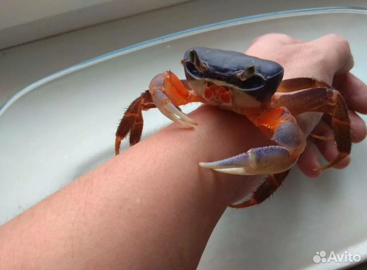 Радужный краб