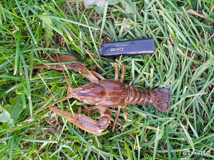 Продам живые раки