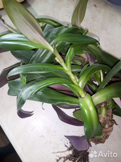 Цветок Рео или Моисей в корзинке