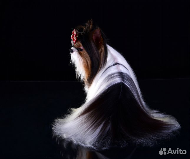 Роскошный породный Бивер, Вязка, РКФ, мини 1.8