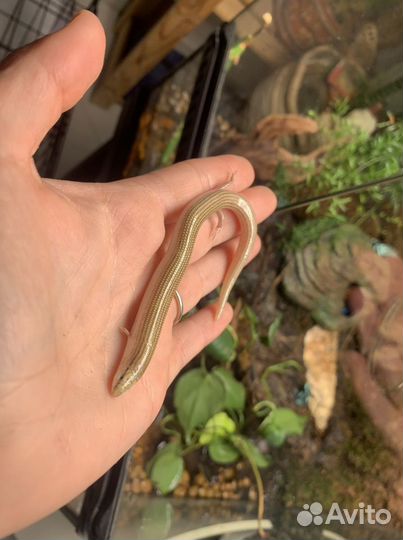 Сциночки с террариумом