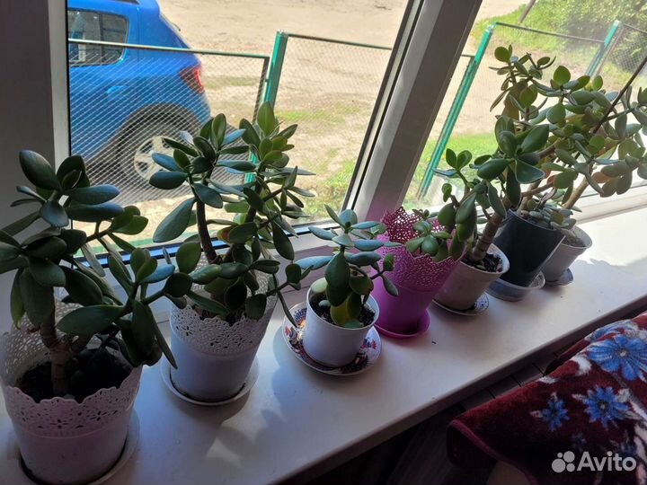 Толстянка(денежное дерево)