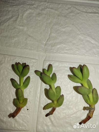 Крассула Crassula nudicaulis var.herrei