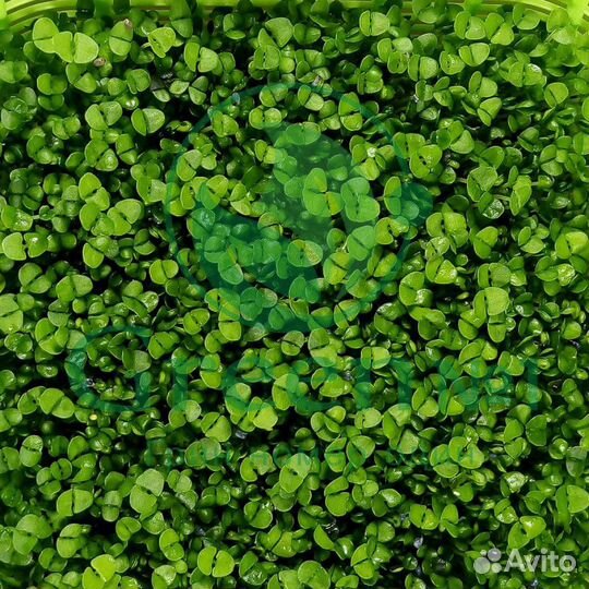 Семена для микрозелени