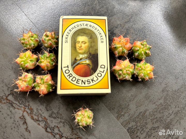 Кактус гимнокалициум