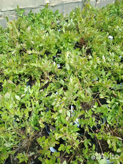 Саженцы черники