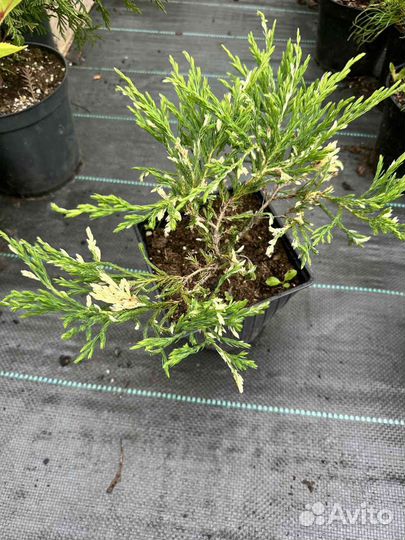 Саженцы хвойных в объеме 2л