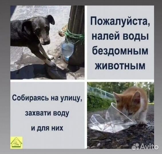 Шотландские вислоухие котята