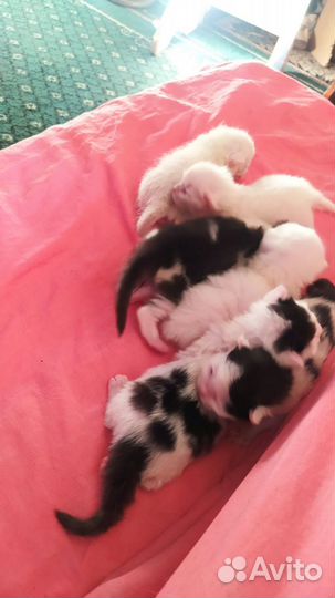 Котята в добрые руки бесплатно