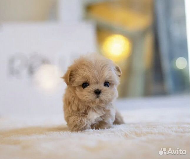 Премиум Мальтипу f1 micro эксклюзив