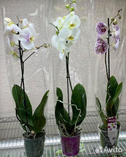 Орхидеи на 1 цветонос