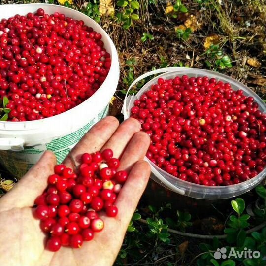 Черника, брусника, клюква