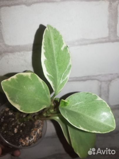 Пеперомия вариегатная