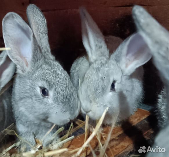 Крольчата