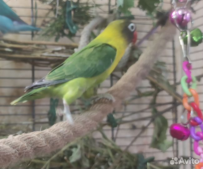 Неразлучник масковый самка