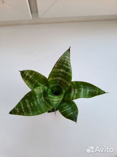 Сансевиерия Ханни грин