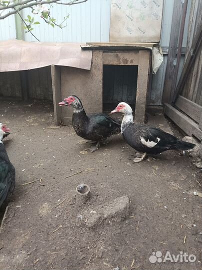 Селезень индоутки