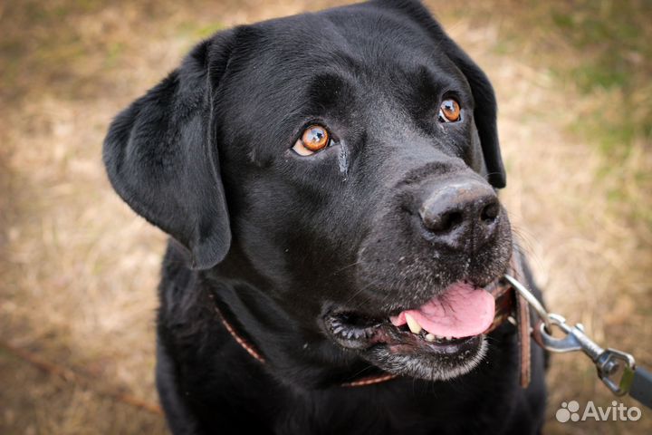 Фотограф анималист