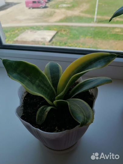 Сансевиерия