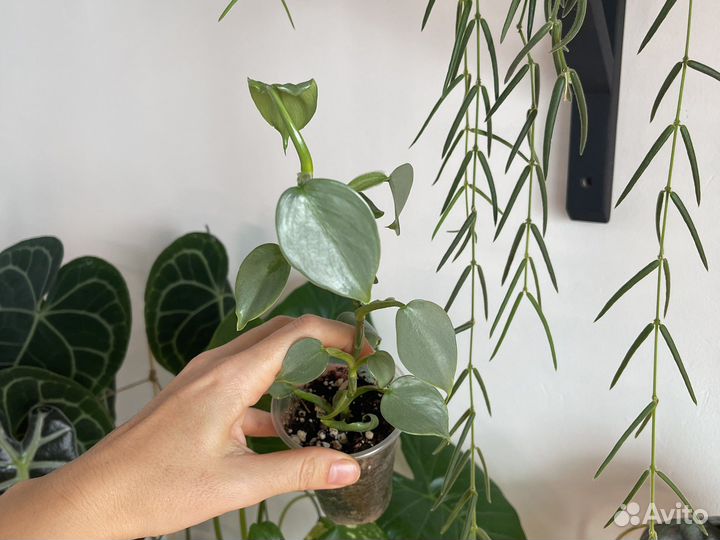 Филодендрон Сильвер квин