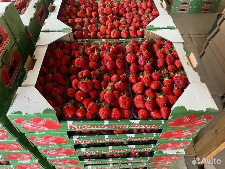 Клубника Краснодарская оптом от 500кг дост Грозный