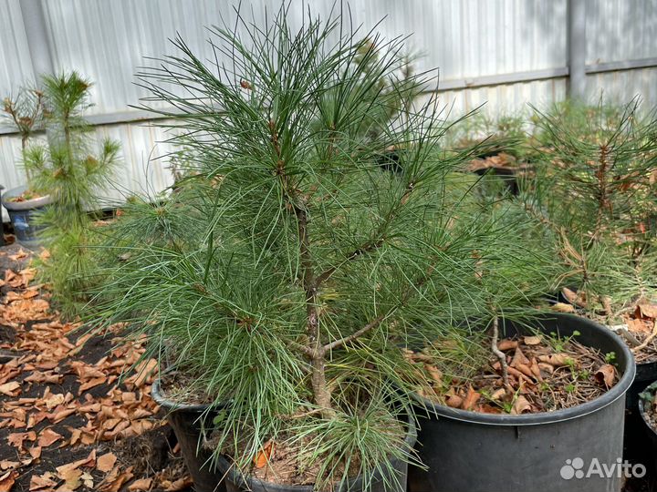 Хвойные растения для вашего сада