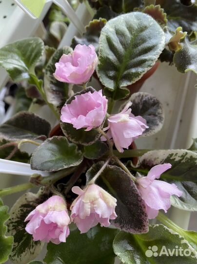 Фиалка Ле-лейла