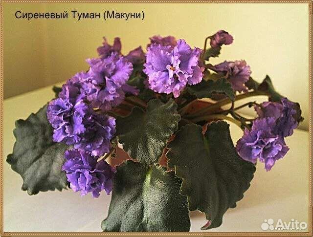 Фиалка в горшках