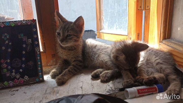 Кошка в дар бесплатно