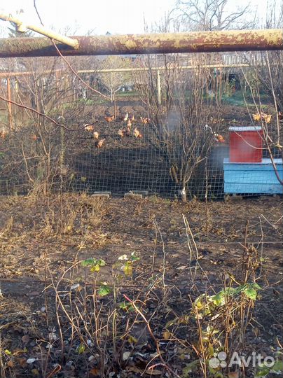 Домашний бройлер, яйцо