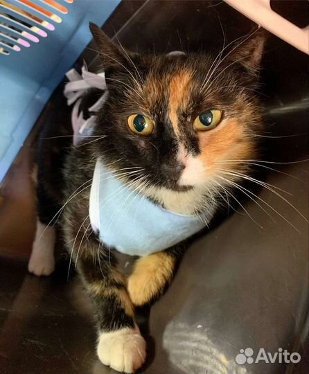 Трëхцветная кошечка в добрые руки