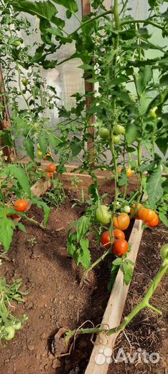 Удобрение биогумус