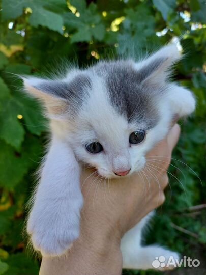 Котёнок мальчик